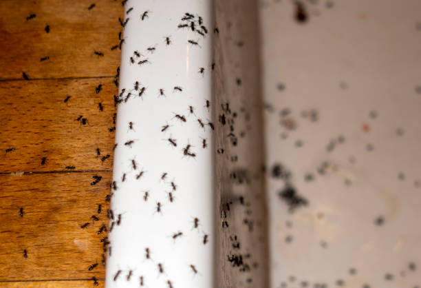 Best Pest Removal Services  in Halfway House, PA
